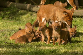 Illustration for article titled ZOMG CONSOLIDATED BABY ANIMAL POST!!!